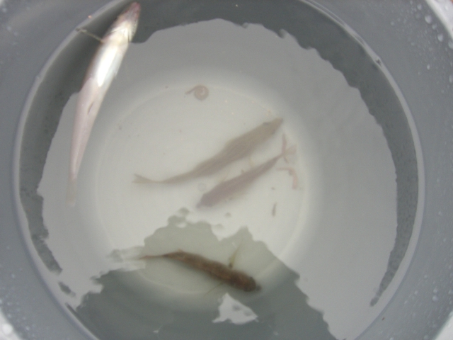 小魚
