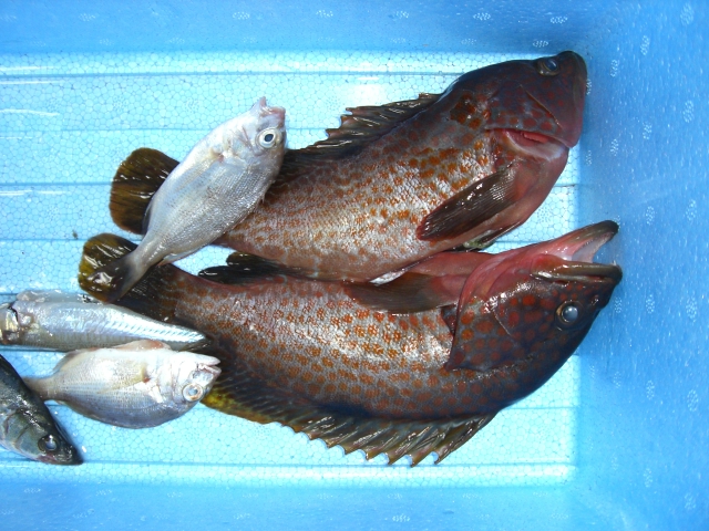 釣果